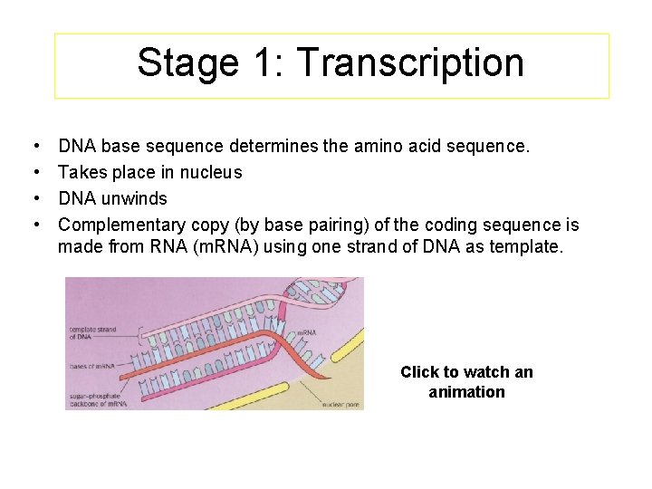 Stage 1: Transcription • • DNA base sequence determines the amino acid sequence. Takes