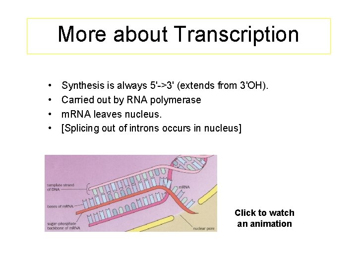 More about Transcription • • Synthesis is always 5'->3' (extends from 3'OH). Carried out