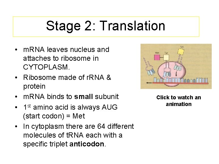 Stage 2: Translation • m. RNA leaves nucleus and attaches to ribosome in CYTOPLASM.