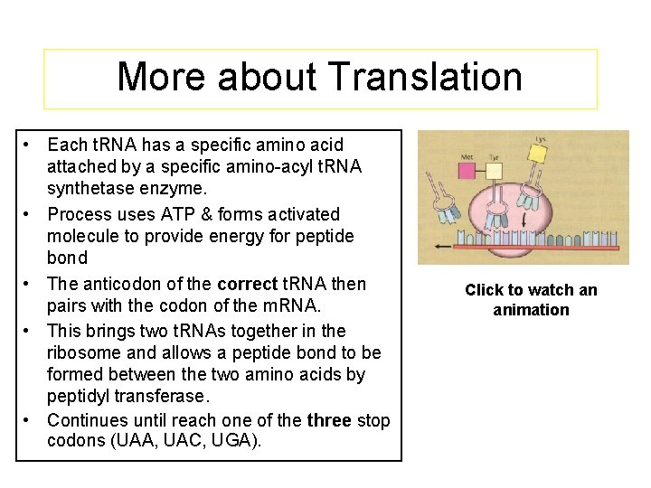 More about Translation • Each t. RNA has a specific amino acid attached by