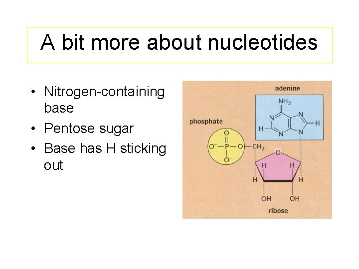 A bit more about nucleotides • Nitrogen-containing base • Pentose sugar • Base has