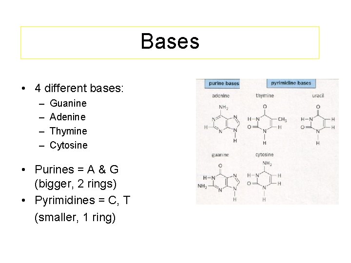 Bases • 4 different bases: – – Guanine Adenine Thymine Cytosine • Purines =