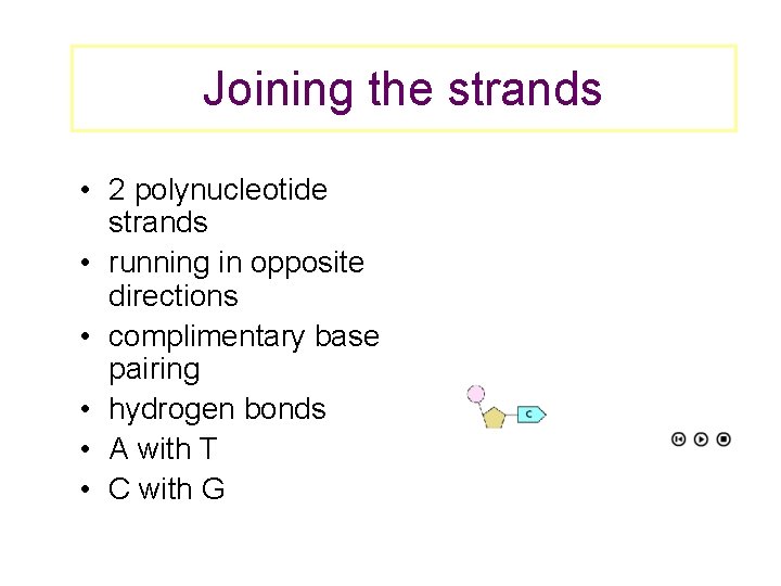 Joining the strands • 2 polynucleotide strands • running in opposite directions • complimentary