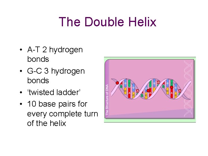 The Double Helix • A-T 2 hydrogen bonds • G-C 3 hydrogen bonds •