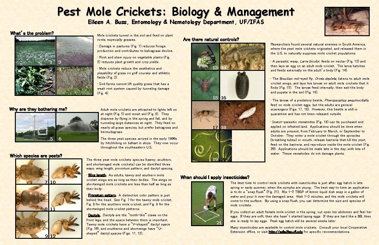 Pest Mole Crickets: Biology & Management Eileen A. Buss, Entomology & Nematology Department, UF/IFAS