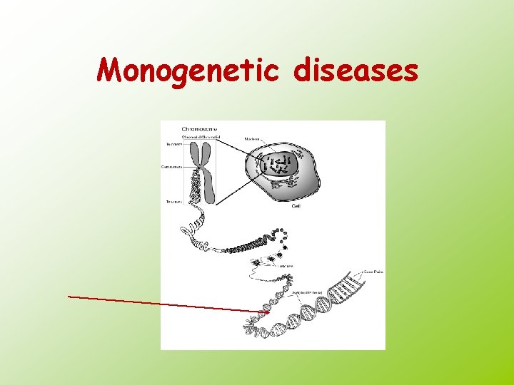 Monogenetic diseases 