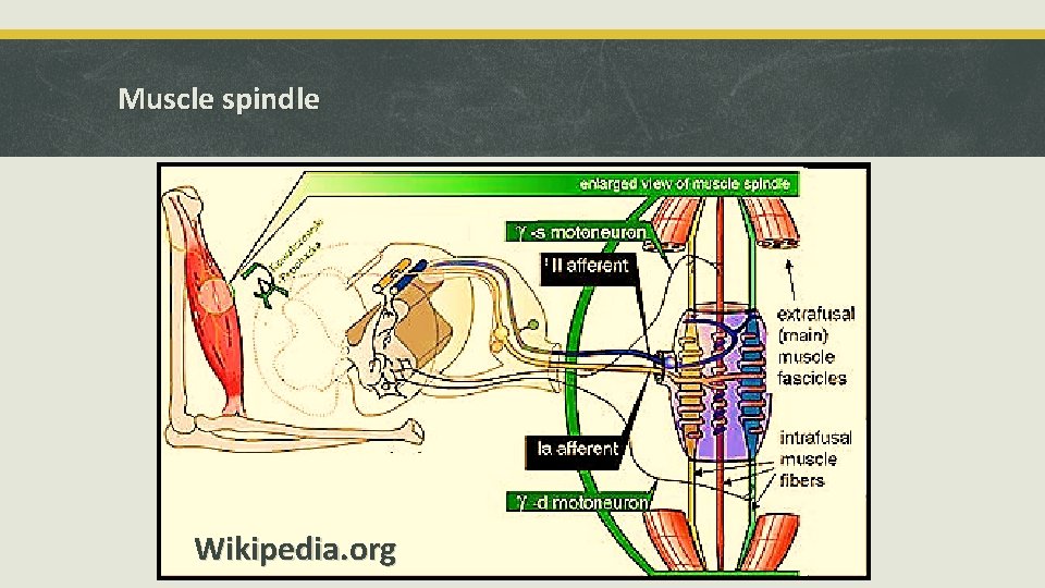 Muscle spindle Wikipedia. org 