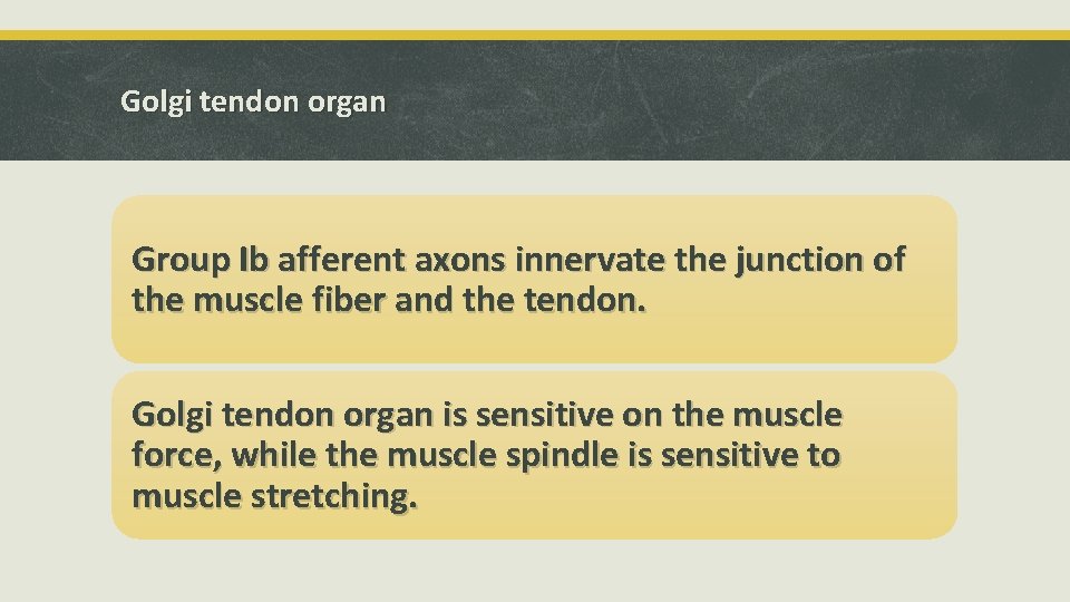 Golgi tendon organ Group Ib afferent axons innervate the junction of the muscle fiber