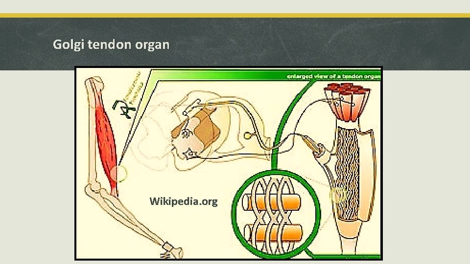 Golgi tendon organ Wikipedia. org 