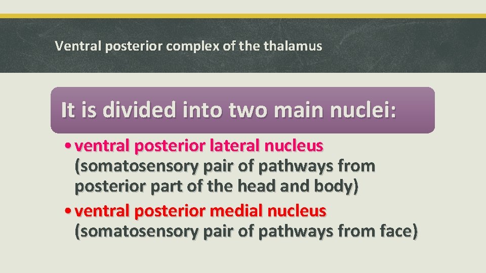 Ventral posterior complex of the thalamus It is divided into two main nuclei: •