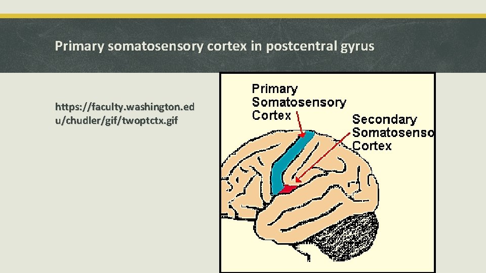 Primary somatosensory cortex in postcentral gyrus https: //faculty. washington. ed u/chudler/gif/twoptctx. gif 