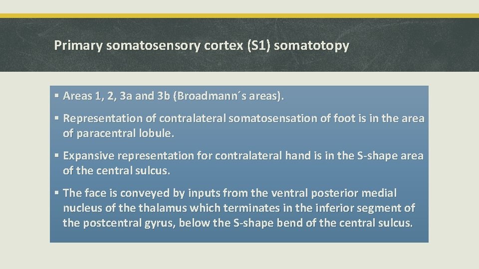 Primary somatosensory cortex (S 1) somatotopy § Areas 1, 2, 3 a and 3