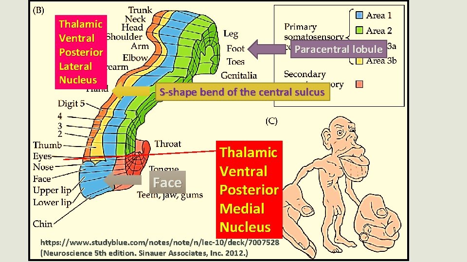 Thalamic Ventral Posterior Lateral Nucleus Paracentral lobule S-shape bend of the central sulcus Face
