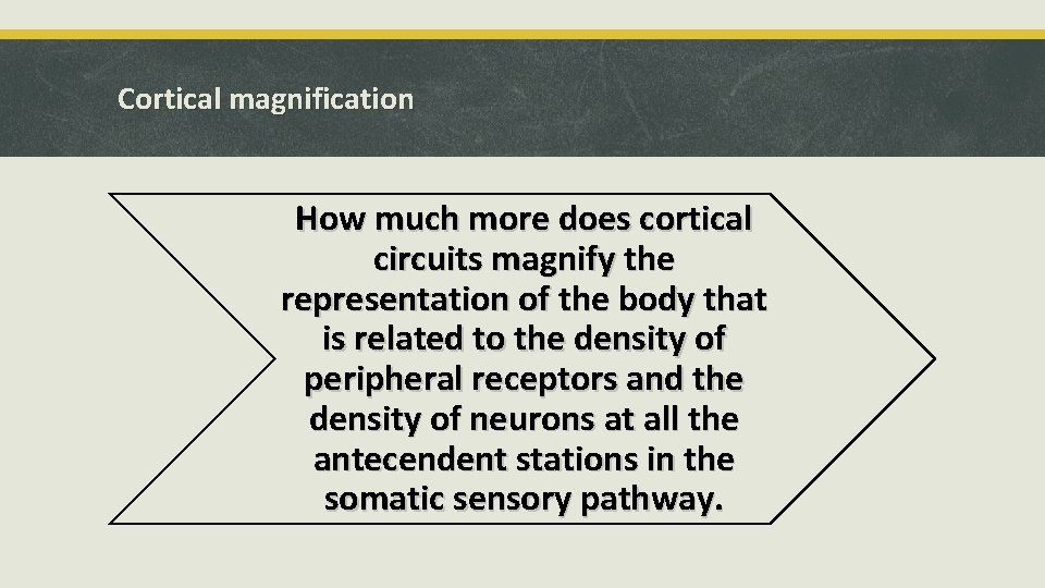 Cortical magnification How much more does cortical circuits magnify the representation of the body