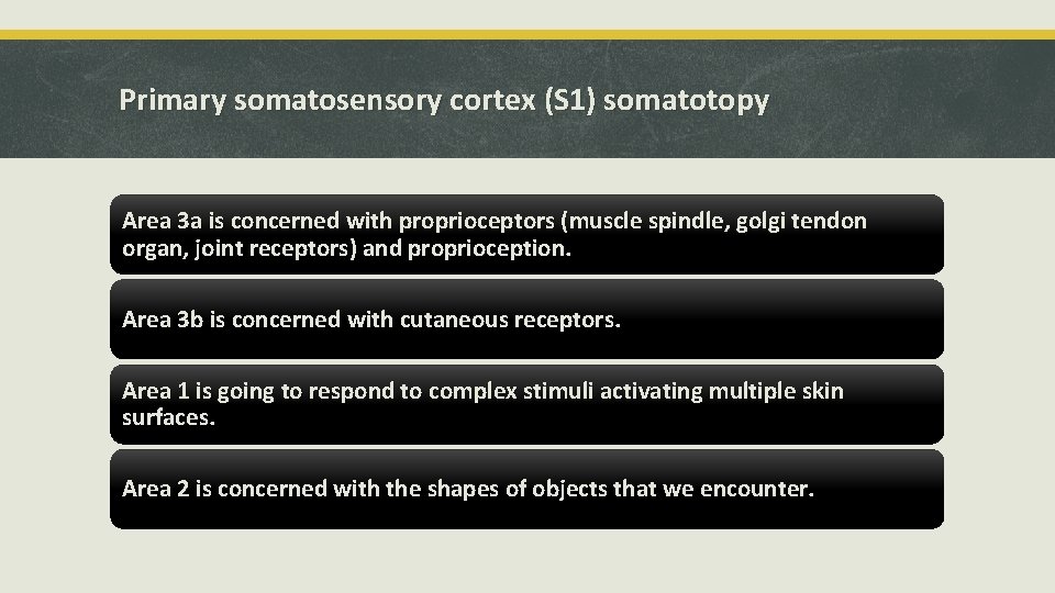 Primary somatosensory cortex (S 1) somatotopy Area 3 a is concerned with proprioceptors (muscle