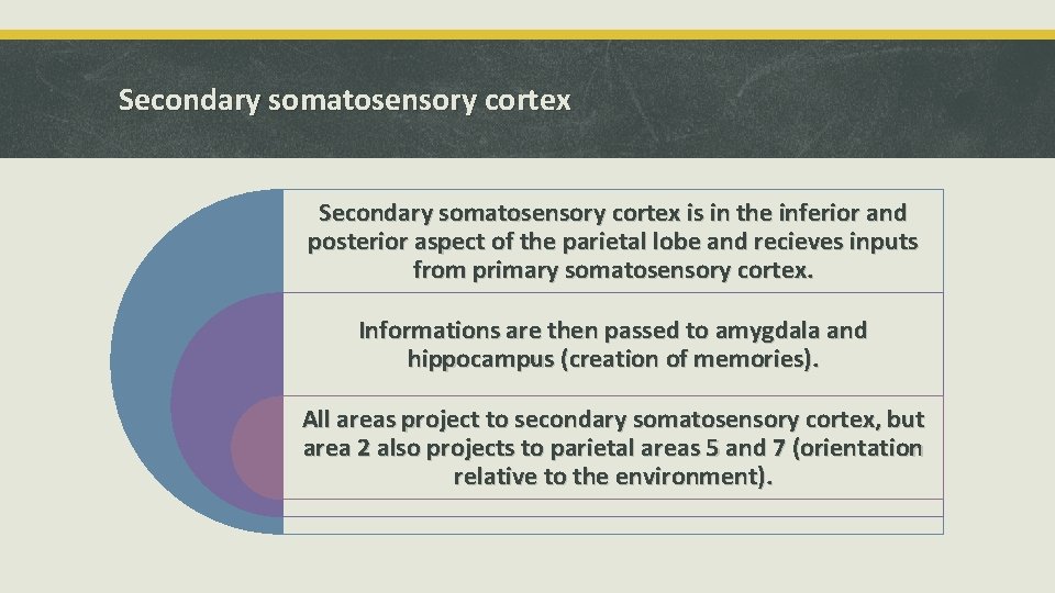 Secondary somatosensory cortex is in the inferior and posterior aspect of the parietal lobe