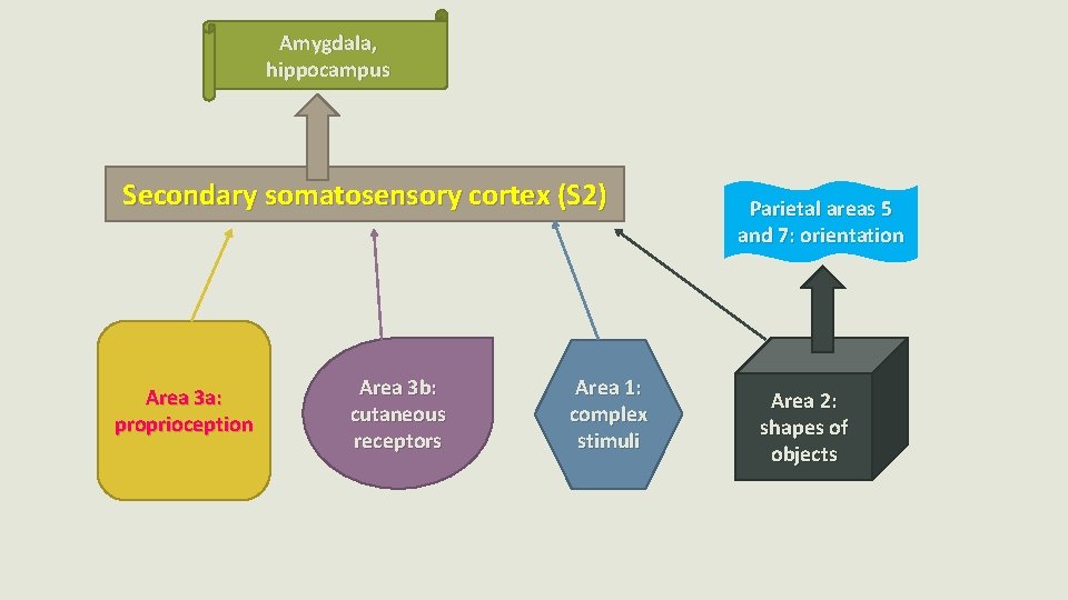 Amygdala, hippocampus Secondary somatosensory cortex (S 2) Area 3 a: proprioception Area 3 b: