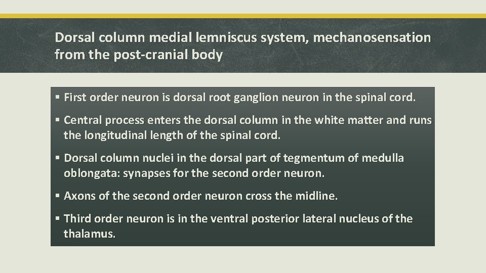 Dorsal column medial lemniscus system, mechanosensation from the post-cranial body § First order neuron