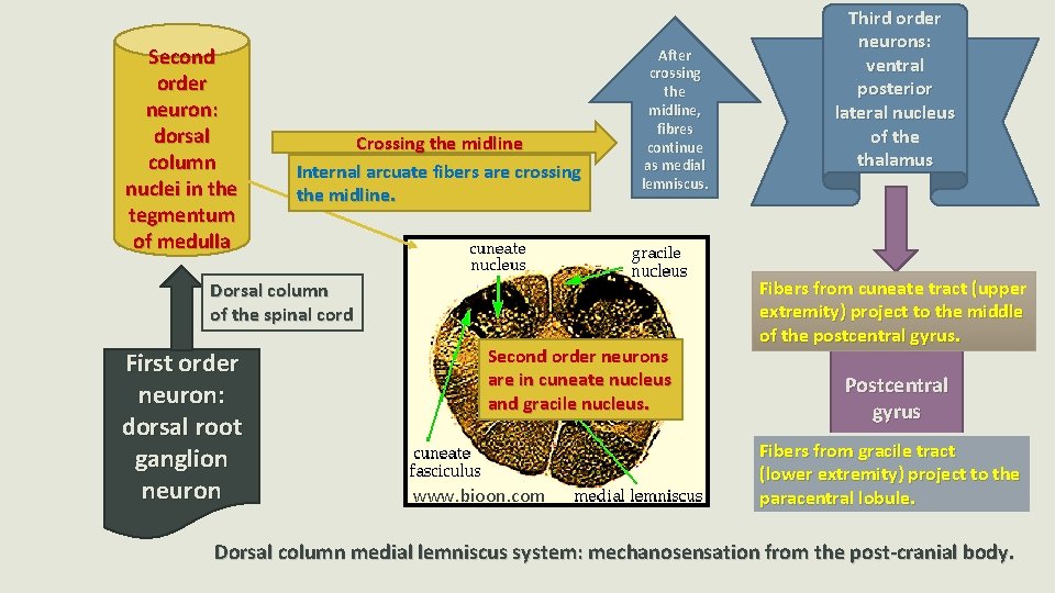 Second order neuron: dorsal column nuclei in the tegmentum of medulla Crossing the midline