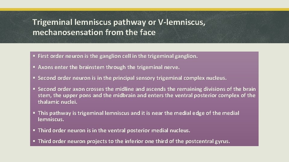 Trigeminal lemniscus pathway or V-lemniscus, mechanosensation from the face § First order neuron is