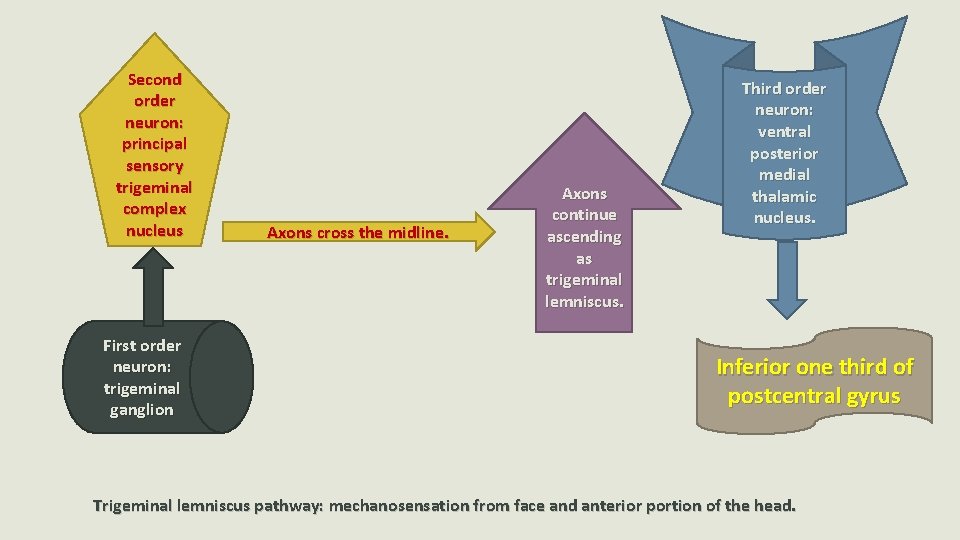Second order neuron: principal sensory trigeminal complex nucleus First order neuron: trigeminal ganglion Axons