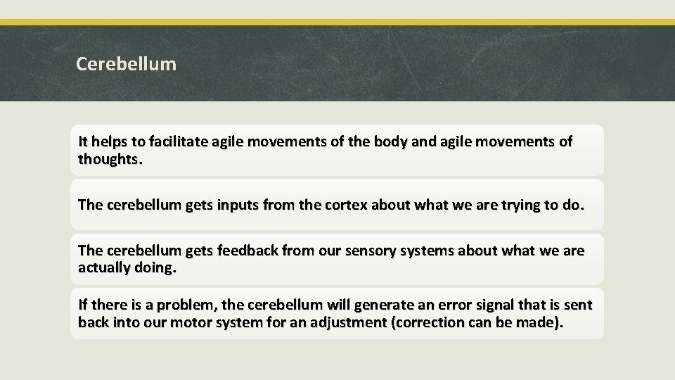 Cerebellum It helps to facilitate agile movements of the body and agile movements of