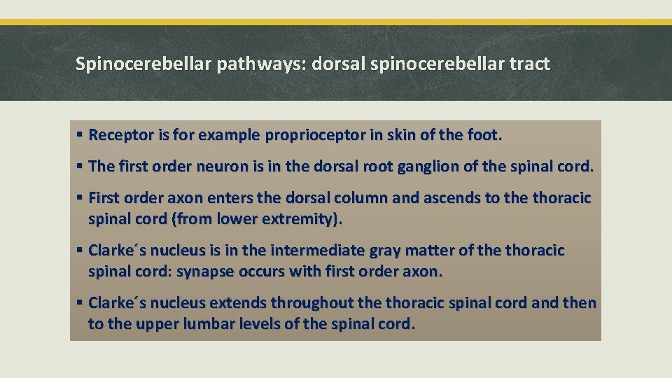 Spinocerebellar pathways: dorsal spinocerebellar tract § Receptor is for example proprioceptor in skin of