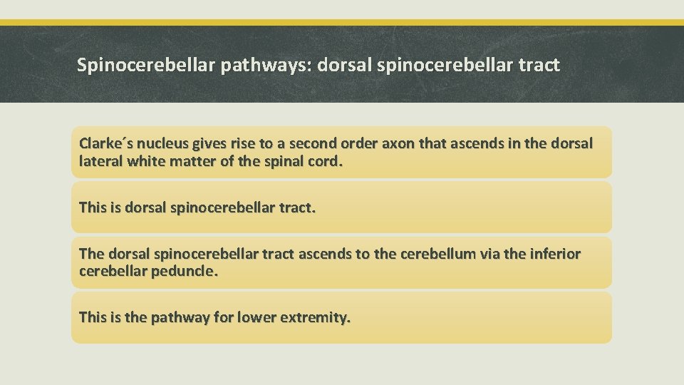 Spinocerebellar pathways: dorsal spinocerebellar tract Clarke´s nucleus gives rise to a second order axon