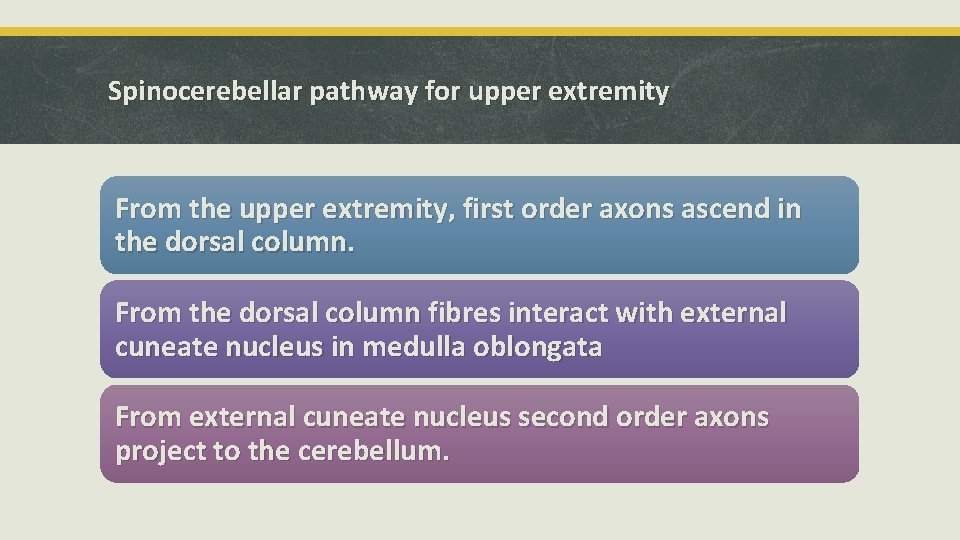 Spinocerebellar pathway for upper extremity From the upper extremity, first order axons ascend in