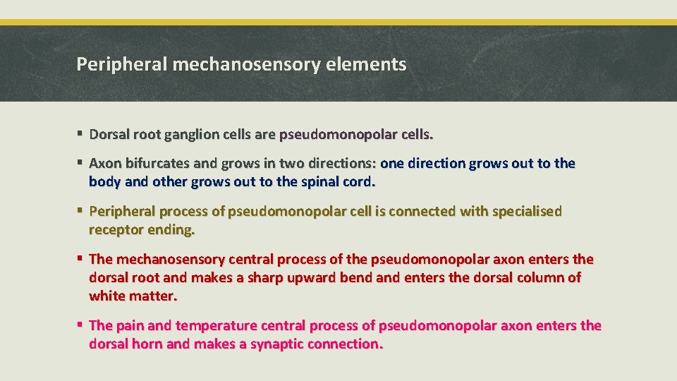 Peripheral mechanosensory elements § Dorsal root ganglion cells are pseudomonopolar cells. § Axon bifurcates
