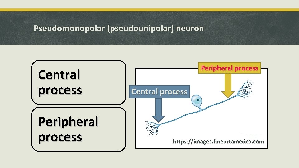 Pseudomonopolar (pseudounipolar) neuron Central process Peripheral process Central process https: //images. fineartamerica. com 