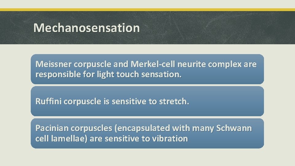 Mechanosensation Meissner corpuscle and Merkel-cell neurite complex are responsible for light touch sensation. Ruffini