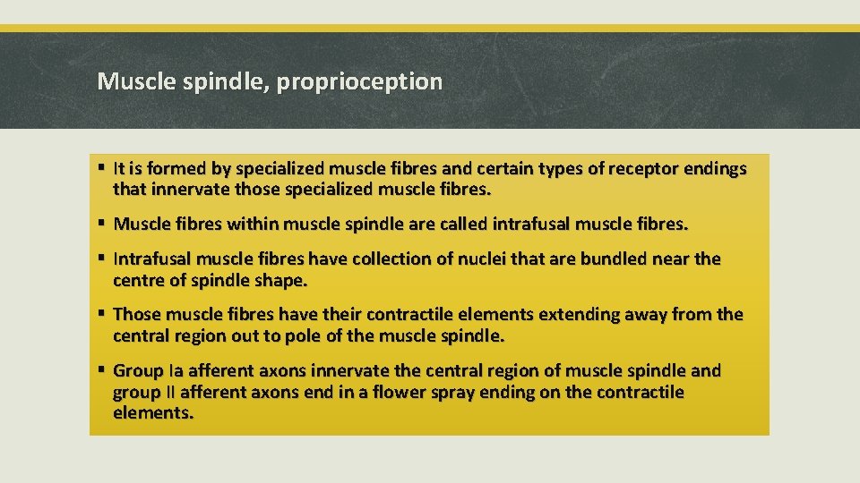 Muscle spindle, proprioception § It is formed by specialized muscle fibres and certain types