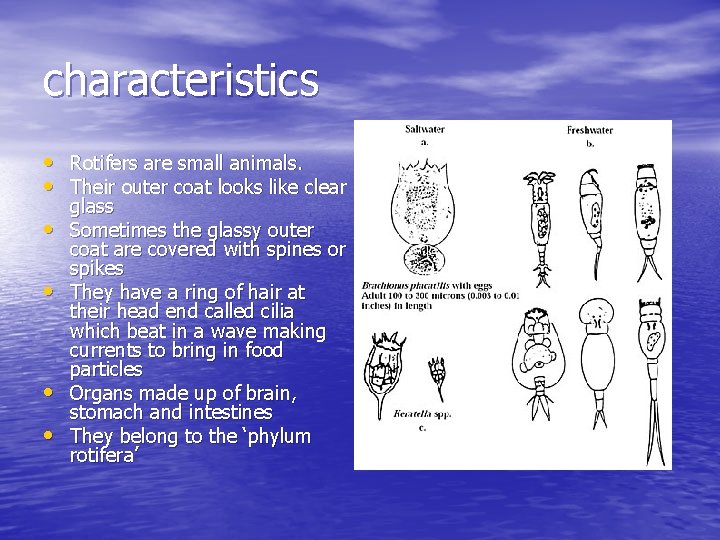 characteristics • Rotifers are small animals. • Their outer coat looks like clear •