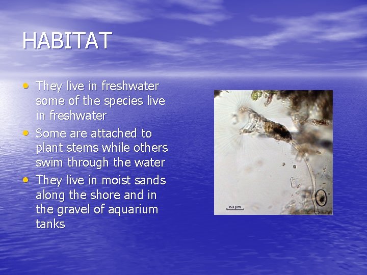 HABITAT • They live in freshwater • • some of the species live in