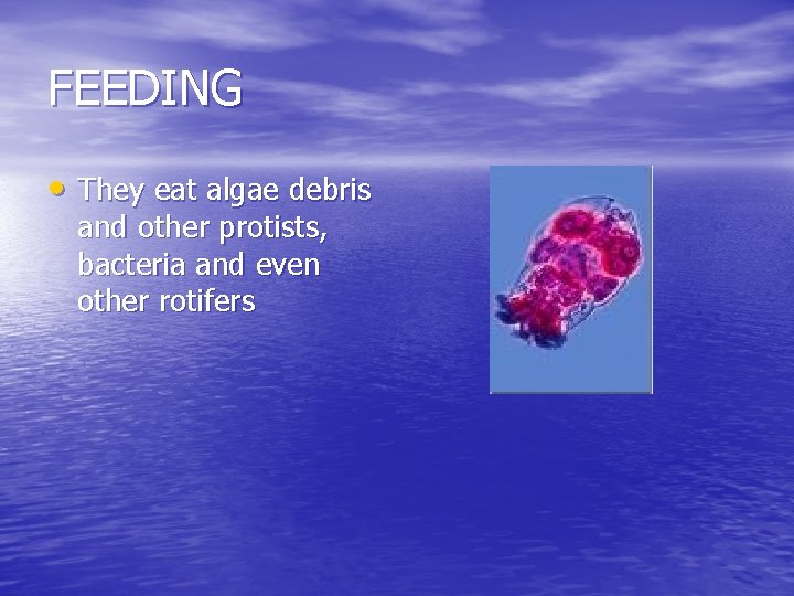 FEEDING • They eat algae debris and other protists, bacteria and even other rotifers