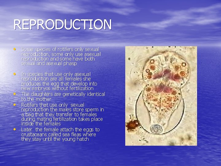 REPRODUCTION • Some species of rotifers only sexual reproduction, some only use asexual reproduction