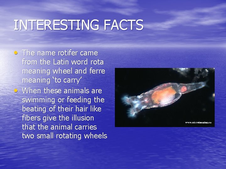 INTERESTING FACTS • The name rotifer came • from the Latin word rota meaning