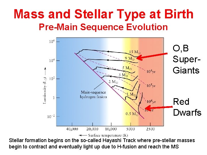 Mass and Stellar Type at Birth Pre-Main Sequence Evolution O, B Super. Giants Red