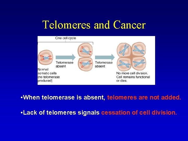 Telomeres and Cancer • When telomerase is absent, telomeres are not added. • Lack