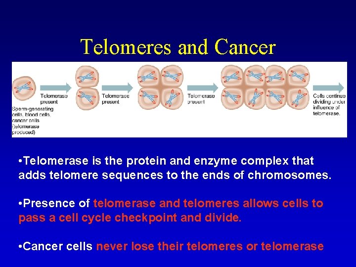 Telomeres and Cancer • Telomerase is the protein and enzyme complex that adds telomere Telomeres and Cancer • Telomerase is the protein and enzyme complex that adds telomere