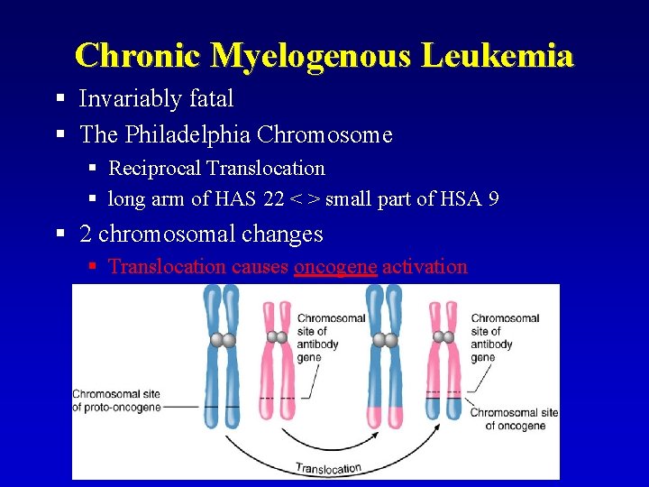 Chronic Myelogenous Leukemia § Invariably fatal § The Philadelphia Chromosome § Reciprocal Translocation § Chronic Myelogenous Leukemia § Invariably fatal § The Philadelphia Chromosome § Reciprocal Translocation §