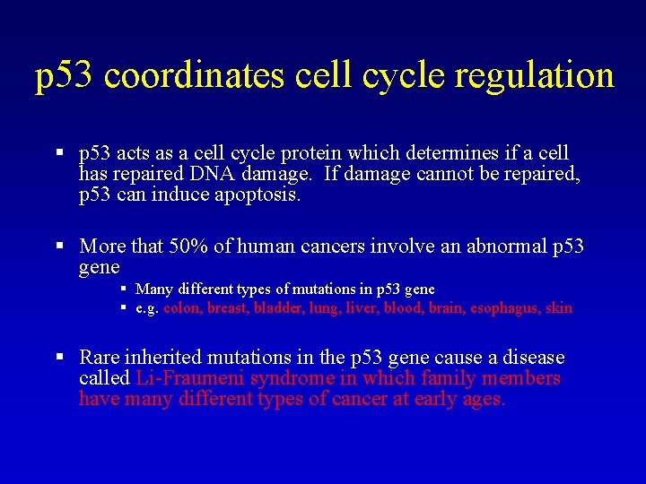 p 53 coordinates cell cycle regulation § p 53 acts as a cell cycle p 53 coordinates cell cycle regulation § p 53 acts as a cell cycle