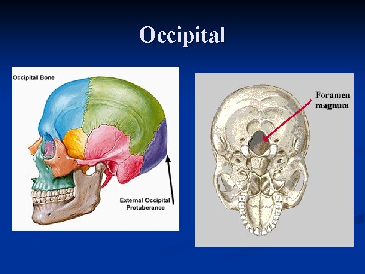 Occipital 