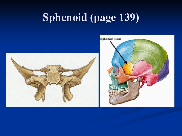 Sphenoid (page 139) 