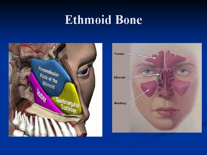 Ethmoid Bone 