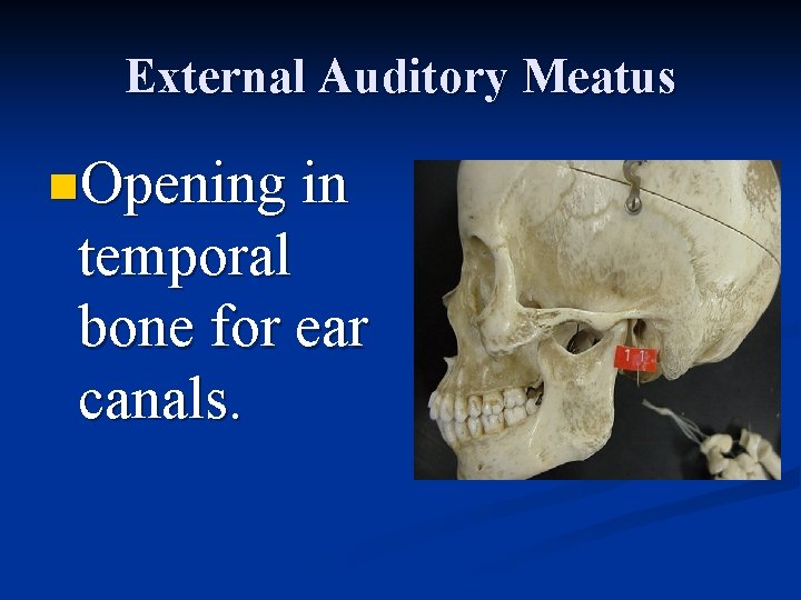 External Auditory Meatus n. Opening in temporal bone for ear canals. 