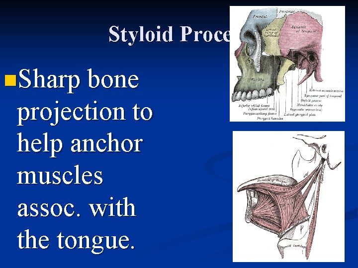 Styloid Process n. Sharp bone projection to help anchor muscles assoc. with the tongue.