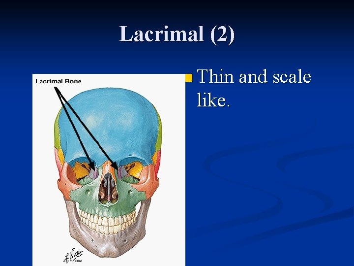 Lacrimal (2) n Thin and scale like. 