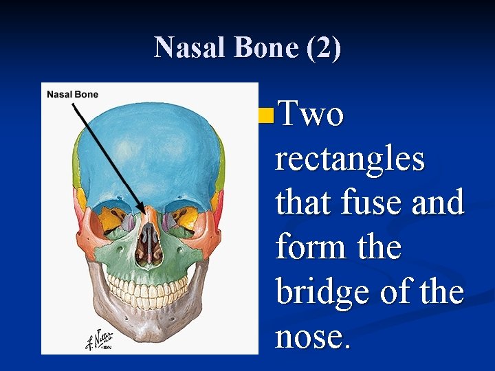 Nasal Bone (2) n. Two rectangles that fuse and form the bridge of the